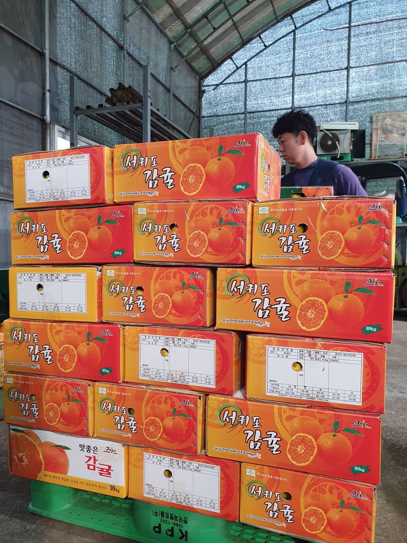 김미옥님의 장터 판매 상품 [제주 감귤 극조생 감귤] 첨부 사진