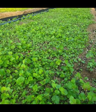 노지잔대재배7년차님의 작성글 사진