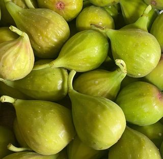 일심묘목농원님의 작성글 사진