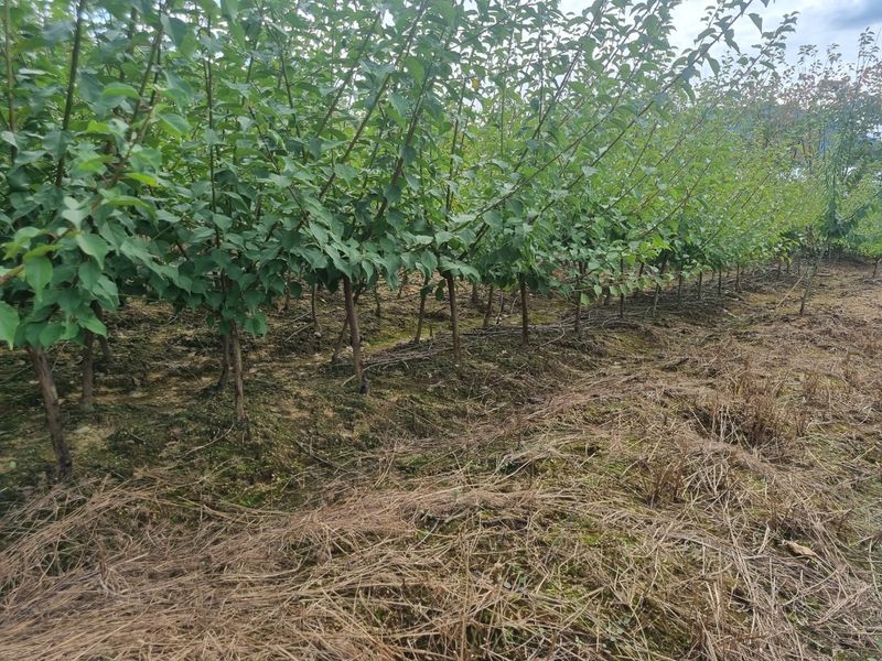 일심묘목농원님의 장터 판매 상품 [노천매실 3년생 결실주 분묘] 첨부 사진