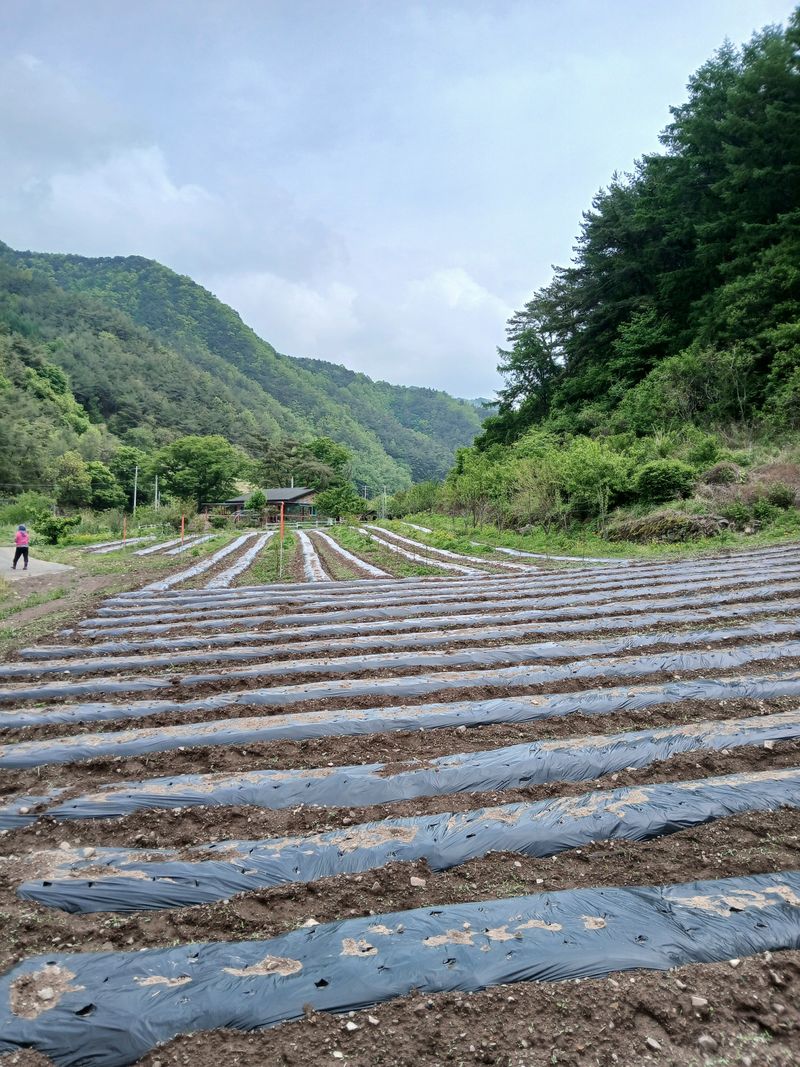장터 상품 [히카마 (멕시코감자) 7kg] 썸네일
