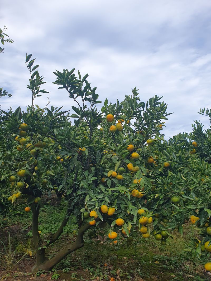 김미옥님의 장터 판매 상품 [제주 감귤 극조생 감귤] 첨부 사진