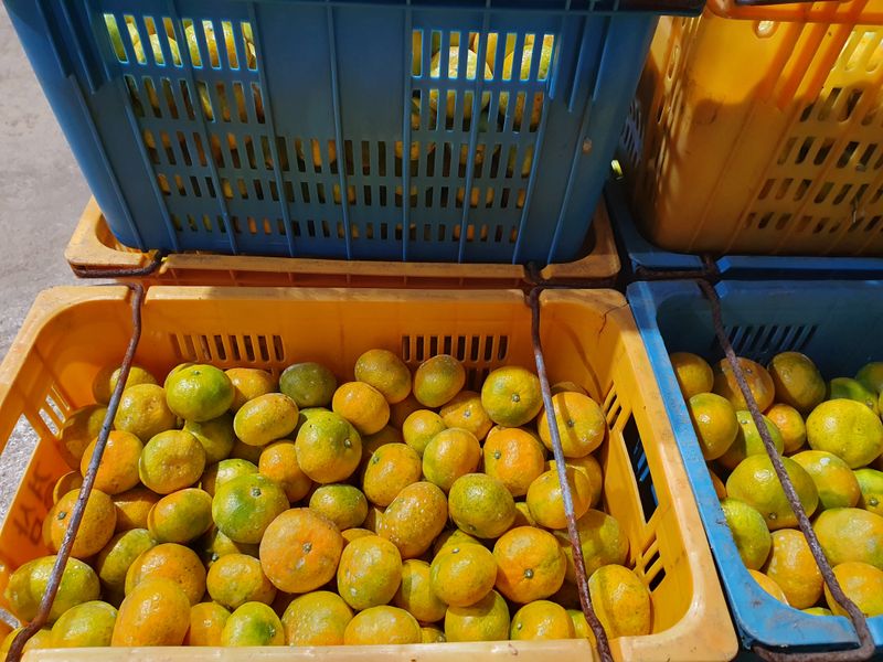 김미옥님의 장터 판매 상품 [제주 감귤 극조생 감귤] 첨부 사진