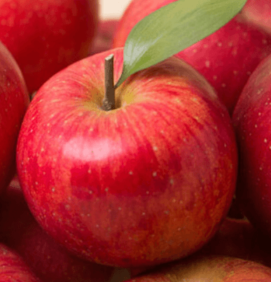 일심묘목농원님의 장터 판매 상품 [사과나무 홍로(26대목) 3년생 결실주 분묘] 첨부 사진