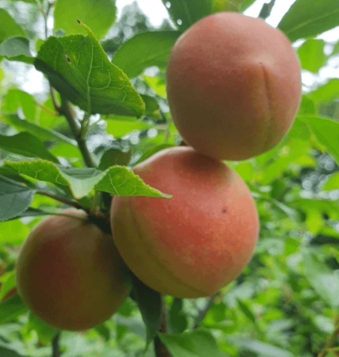 장터 상품 [노천매실 3년생 결실주 분묘] 썸네일