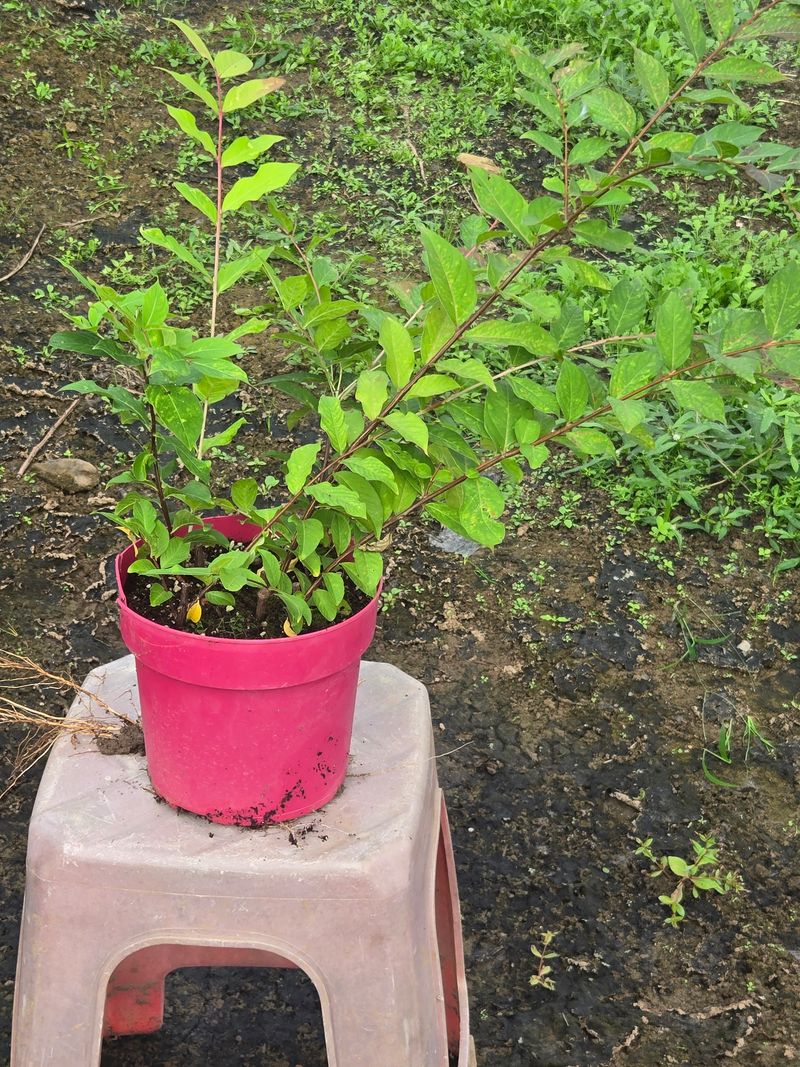일심묘목농원님의 장터 판매 상품 [백백일홍 2년생 포트묘 (하얀백일홍)] 첨부 사진