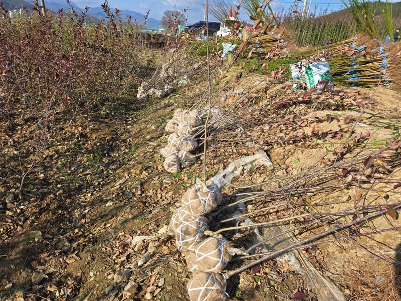 일심묘목농원님의 장터 판매 상품 [수사해당화 3년생 개화주 분묘] 첨부 사진