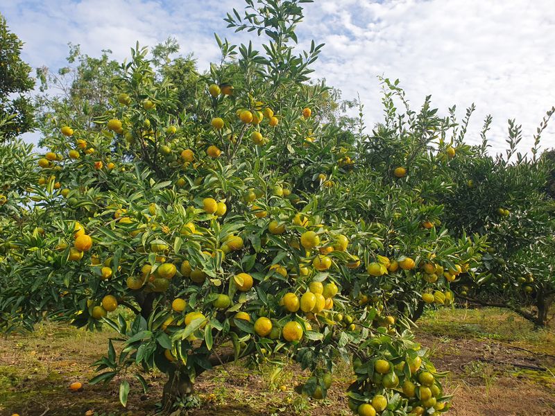 김미옥님의 장터 판매 상품 [제주 감귤 극조생 감귤] 첨부 사진