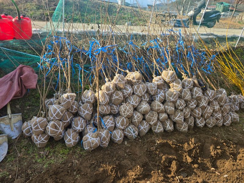 일심묘목농원님의 장터 판매 상품 [접목구찌뽕 3년생 결실주 분묘] 첨부 사진
