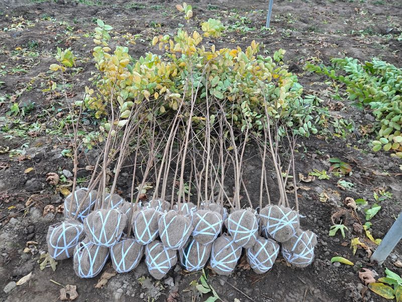 일심묘목농원님의 장터 판매 상품 [목백일홍 3년생 개화주 분묘] 첨부 사진