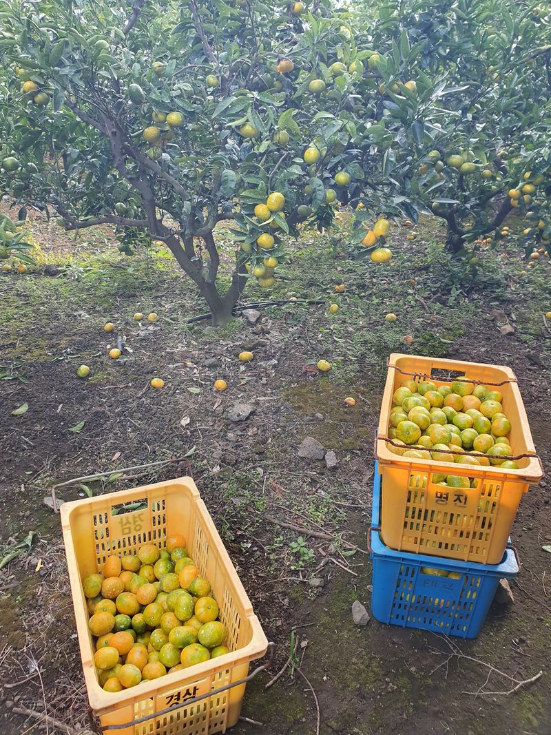 김미옥님의 장터 판매 상품 [제주 감귤 극조생 감귤] 첨부 사진