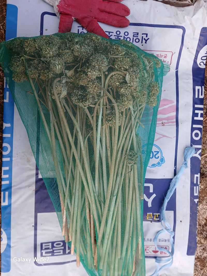 바위돌 심재성님의 장터 판매 상품 [홍산마늘 씨앗(  판매 완료)] 첨부 사진