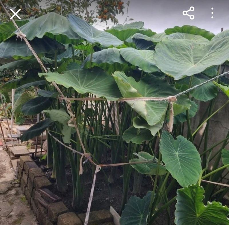 장터 상품 [토란] 썸네일