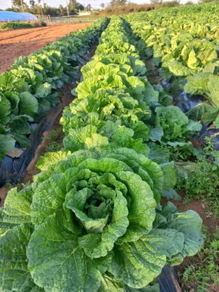 박린님의 자유주제 · 자유게시판 작성글 사진