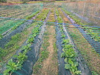 들꽃농장님의 자유주제 · 자유게시판 작성글 사진