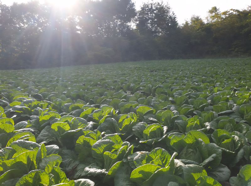 홍천산채농원님의 장터 판매 상품 [강원도 고랭지 절임배추 20Kg] 첨부 사진