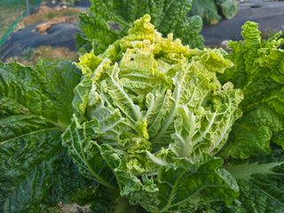 들꽃농장님의 자유주제 · 자유게시판 작성글 사진