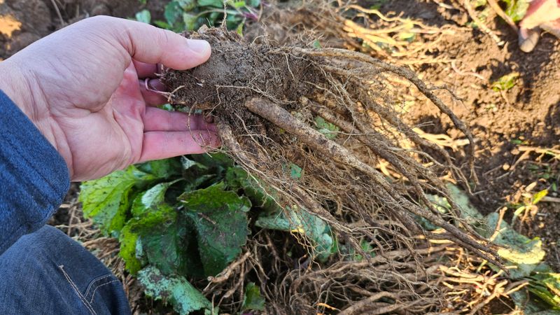 조병대님의 장터 판매 상품 [잔대5년생 판매 ] 첨부 사진