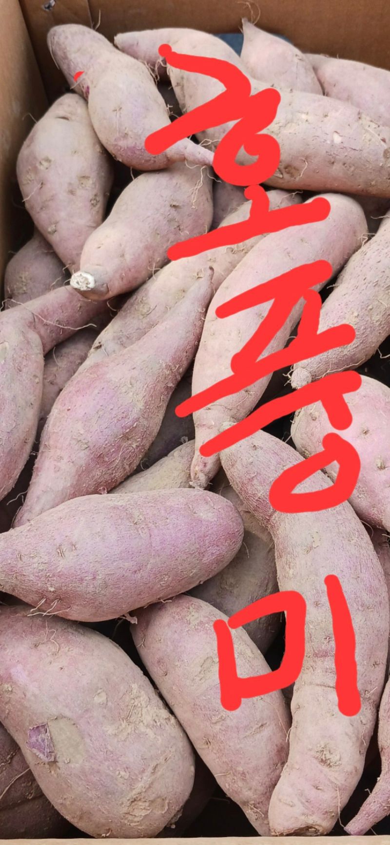 정재희님의 장터 판매 상품 [당진(호풍미)호박고구마10키로] 첨부 사진