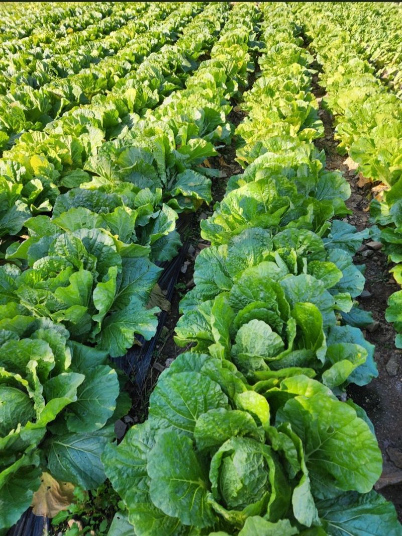 홍천산채농원님의 장터 판매 상품 [강원도 고랭지 절임배추 20Kg] 첨부 사진