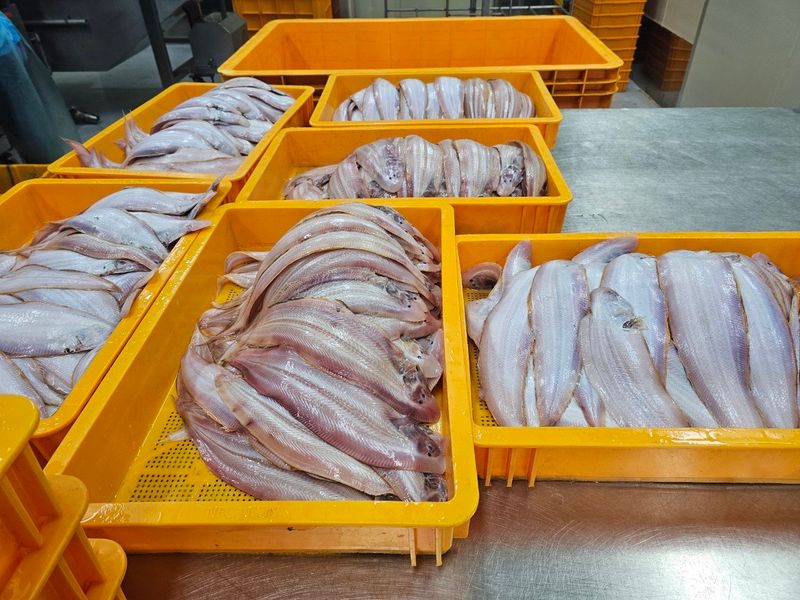 장금이1님의 장터 판매 상품 [왕특대 반건조 박대 5미  마감] 첨부 사진