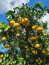 팜모닝 자유주제·자유게시판 게시글 이미지