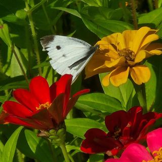 안길원님의 자유주제 · 자유게시판 작성글 사진