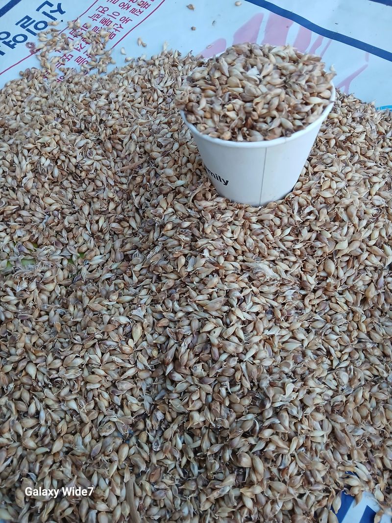 장터 상품 [홍산마늘 씨앗(  판매 완료)] 썸네일