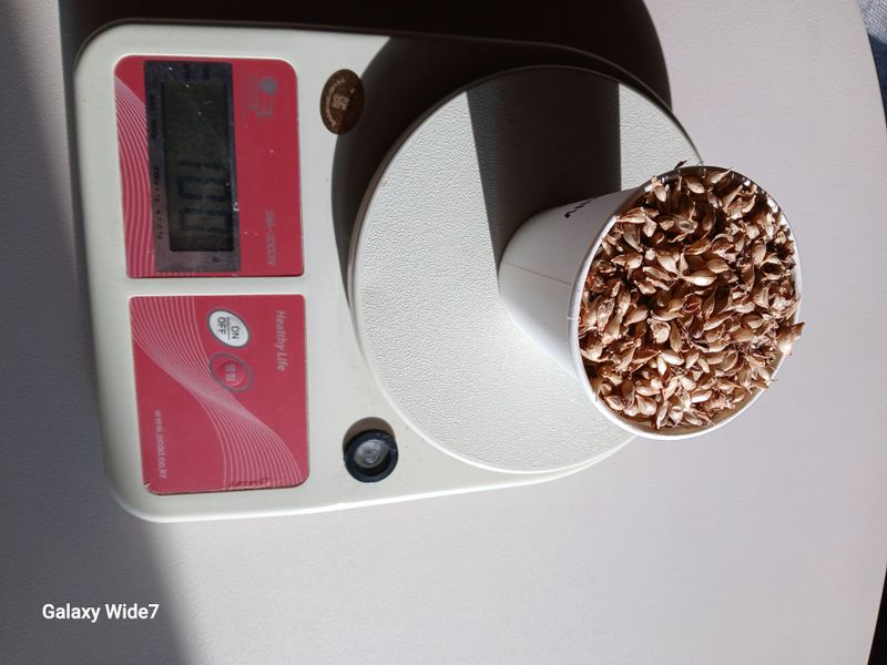 바위돌 심재성님의 장터 판매 상품 [홍산마늘 씨앗(  판매 완료)] 첨부 사진