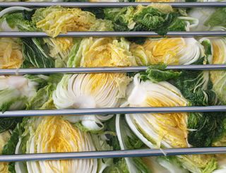 홍천산채농원님의 작성글 사진