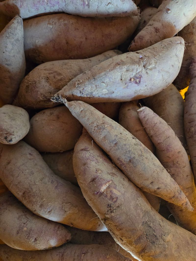 장터 상품 [꿀밤고구마 10kg판매완료] 썸네일