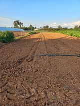 팜모닝 자유주제·자유게시판 게시글 이미지