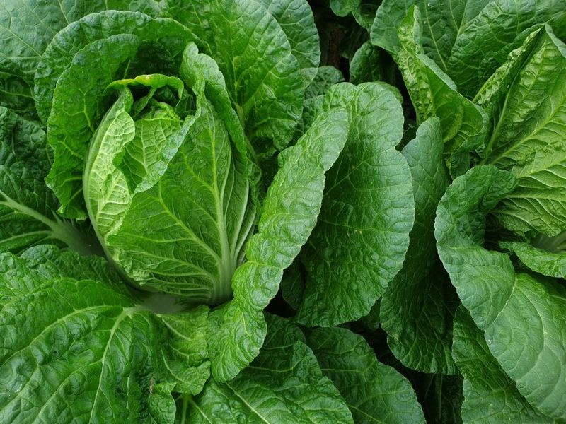 홍천산채농원님의 장터 판매 상품 [강원도 고랭지 절임배추 20Kg] 첨부 사진