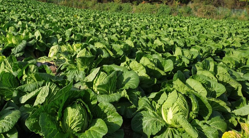 홍천산채농원님의 장터 판매 상품 [강원도 고랭지 절임배추 20Kg] 첨부 사진