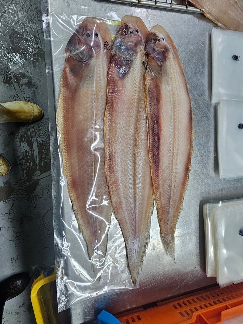 장금이1님의 장터 판매 상품 [왕특대 반건조 박대 5미  마감] 첨부 사진