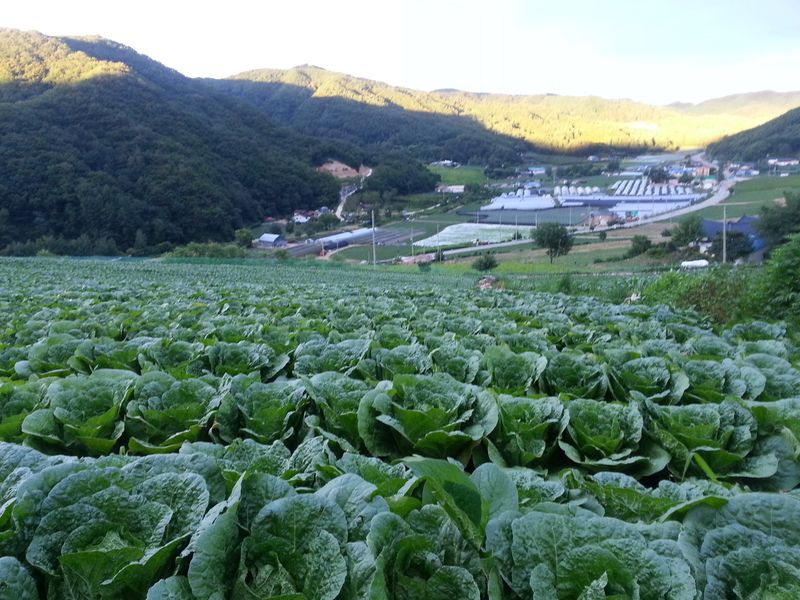 홍천산채농원님의 장터 판매 상품 [강원도 고랭지 절임배추 20Kg] 첨부 사진