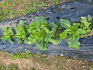 들꽃농장님의 자유주제 · 자유게시판 작성글 사진