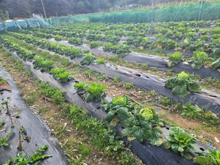 들꽃농장님의 자유주제 · 자유게시판 작성글 사진