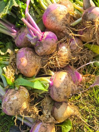 최월숙(왈순아지매)님의 자유주제 · 자유게시판 작성글 사진