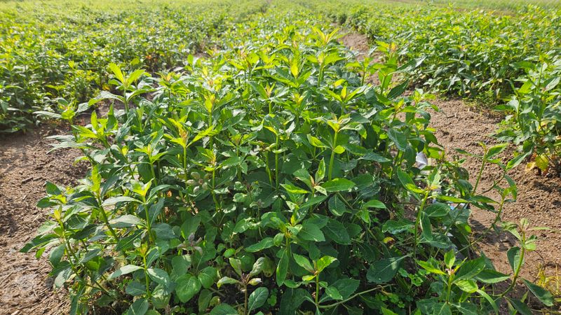 조병대님의 장터 판매 상품 [잔대5년생 판매 ] 첨부 사진