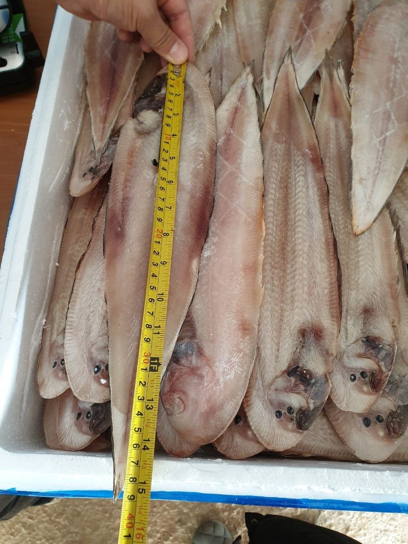 장금이1님의 장터 판매 상품 [왕특대 반건조 박대 5미  마감] 첨부 사진