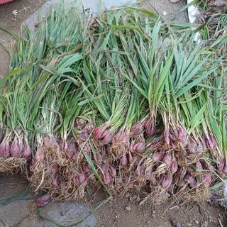 삼성농산님의 작성글 사진