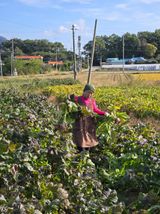 팜모닝 자유주제·자유게시판 게시글 이미지