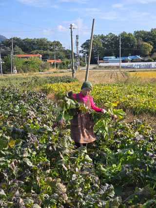 최월숙(왈순아지매)님의 자유주제 · 자유게시판 작성글 사진