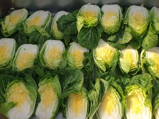 홍천산채농원님의 작성글 사진