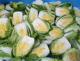 홍천산채농원님의 작성글 사진