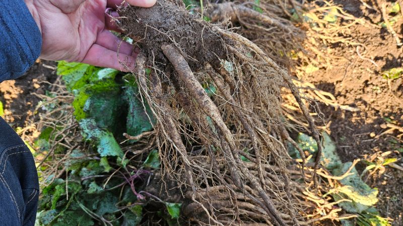 장터 상품 [잔대5년생 판매 ] 썸네일