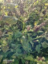 팜모닝 농사, 무엇이든 물어보세요!·참여글 게시글 이미지