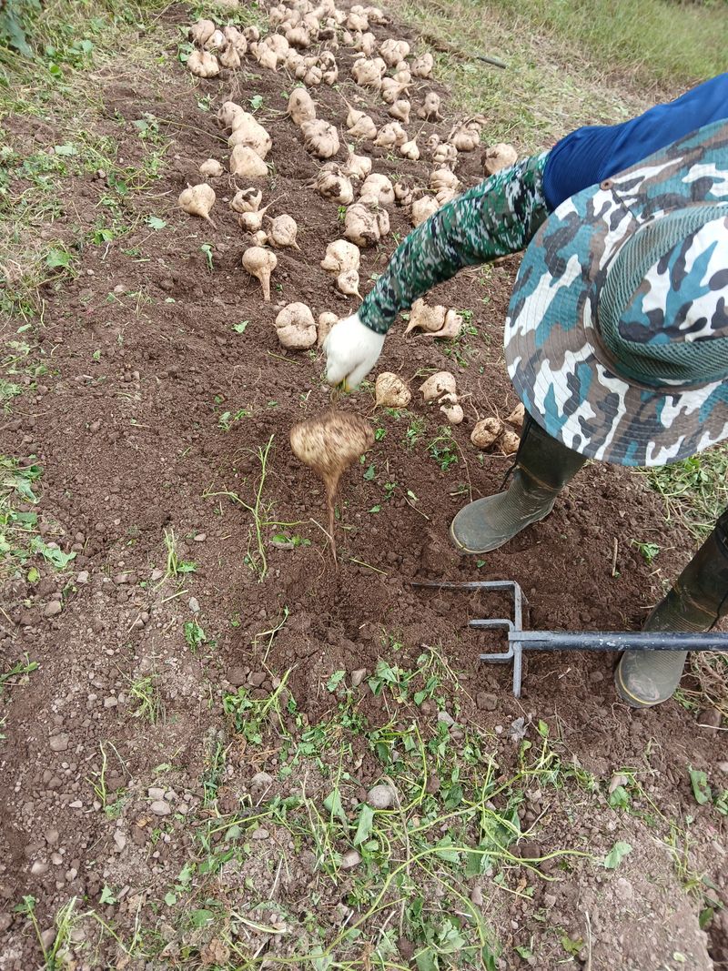 유석범님의 장터 판매 상품 [히카마 7kg] 첨부 사진