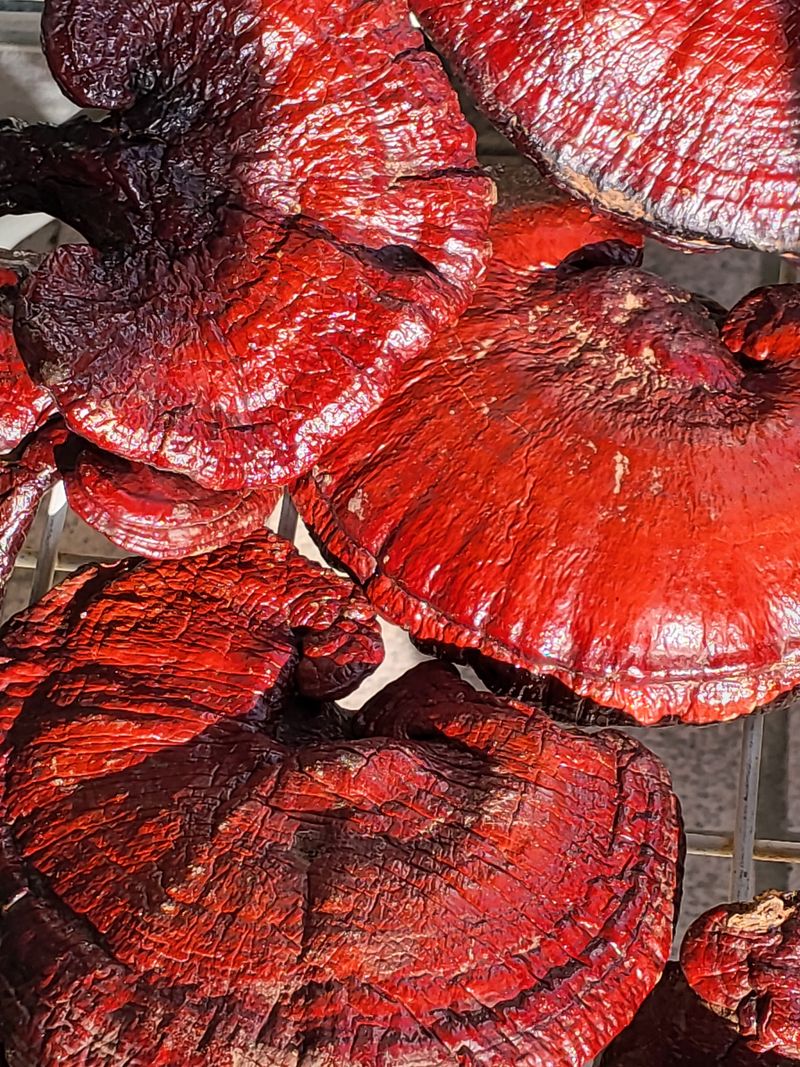 오귀연님의 장터 판매 상품 [1킬로] 첨부 사진